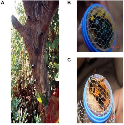 Nocturnal Bees Feed on Diurnal Leftovers and Pay the Price of Day – Night Lifestyle Transition